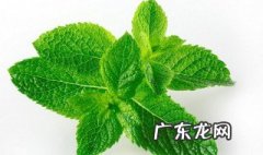 薄荷叶能清热解毒吗 薄荷叶能清热解毒吗