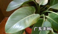 植物的叶子有哪些 植物的花叶有哪些
