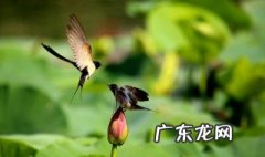 燕子为什么喜欢斜着飞 燕子为什么要斜飞