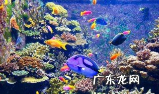 电鱼为什么会发电 电鱼身上为什么有电