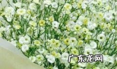 满天星北方可以地栽吗 北方满天星几月份播种