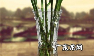 水竹不用营养液怎么养活 水竹不用营养液怎么养