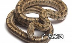 总是梦见被蛇攻击是怎么回事 老是梦见被蛇追是什么意思啊