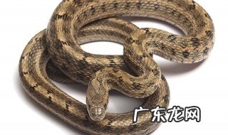 总是梦见被蛇攻击是怎么回事 老是梦见被蛇追是什么意思啊