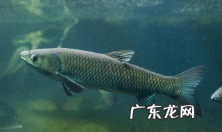 草鱼怎么能养好 草鱼怎么养不会死掉