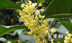 桂花树适合种在院子什么位置 桂花树适合种在庭院的哪个方位