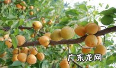 为什么说家里种杏树不好 家里种杏树有什么说法