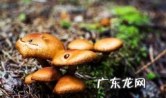 蘑菇种在什么土上好 蘑菇种在什么土上