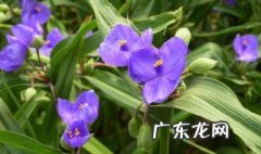 紫露草冬天黄叶怎么办 紫露草冬天黄叶怎么办视频