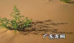 沙漠地适合种什么植物 沙漠地适合种什么风景树