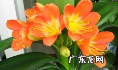 用泥碳土养君子兰好不好 用泥碳土养君子兰好不好呢