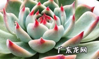 多肉的养殖方法和浇水 刚买回来多肉的养殖方法和浇水