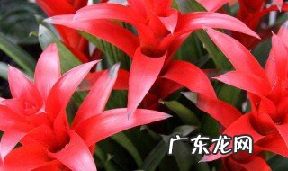 寓意好的花 寓意好的花图片