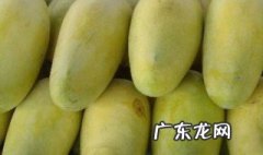 春天能不能种芒果的种子 春天可以种芒果吗