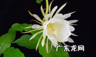 昙花象征什么精神 昙花象征了什么