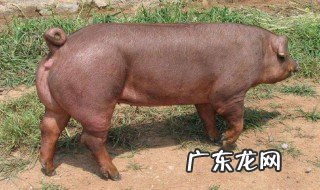 托佩克种猪优缺点是什么 托佩克种猪优缺点