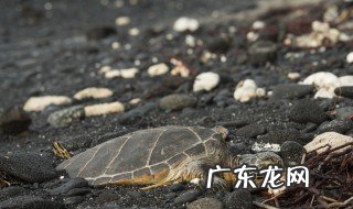 观赏龟怎么养放多少水 观赏龟怎么养