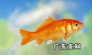 将死的鱼用什么能救活 将死的鱼能吃吗