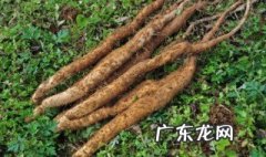 种淮山怎么种啊 种淮山怎么种啊图片