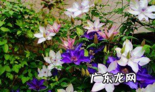 金包银花怎么扦插 金包银花怎么扦插成活率高