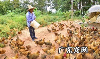 鸡饲料怎么搅拌 鸡饲料怎么搅拌好