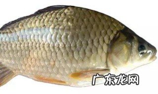 鲫鱼有籽怎么做 鲫鱼有籽怎么做才好吃