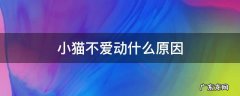 小猫不爱动什么原因 小猫咪不爱动正常吗
