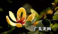 桂花树的风水禁忌 桂花树的寓意和象征风水