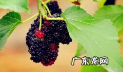 桑葚的功效与作用禁忌 长条桑葚的功效与作用禁忌