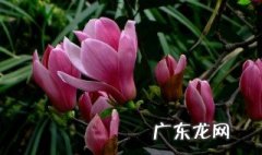 紫玉兰怎么培育 紫玉兰怎样栽培