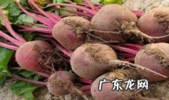 田菜根的作用与功效 田菜根图片