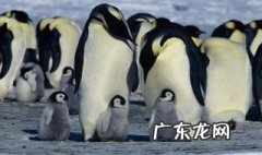 世界上体型最大的企鹅是 体型最大的企鹅是什么企鹅