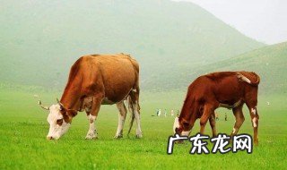 昨晚梦见大黄牛是什么意思 昨晚梦见大黄牛是什么意思呀