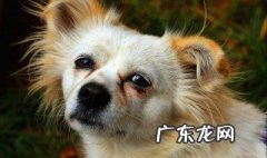导盲犬真的会哭吗 导盲犬很可怜吗