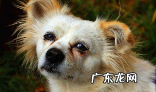 导盲犬真的会哭吗 导盲犬很可怜吗