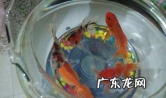 鱼缸出泡泡的是什么 鱼缸中泡泡是怎么回事