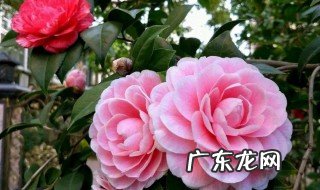 茶花花朵干枯怎么回事 茶花花朵干枯怎么回事儿