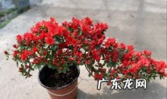 杜鹃花可以用鹿沼土扦插吗 杜鹃花可以用鹿沼土扦插吗视频