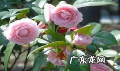 茶花扦插后多久能移盆 茶花扦插后多久能移盆土