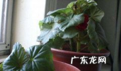 丽格海棠春天扦插方法 丽格海棠花插扦方法