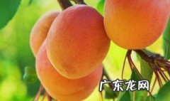油桃是什么季节的水果? 油桃子是什么季节的水果