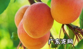 油桃是什么季节的水果? 油桃子是什么季节的水果