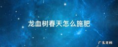 龙血树春天怎么施肥 龙血树要施什么肥