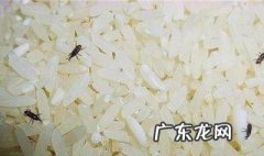 米什么季节最容易生虫 米什么季节最容易生虫子