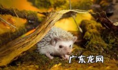 刺猬生育繁殖时间 刺猬的繁殖季节在几月