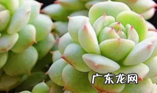 多肉的养殖方法和注意事项 盆栽 多肉的养殖方法和注意事项