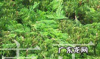 茶叶什么季节修剪最合适呢 茶叶什么季节修剪最合适