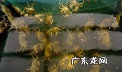 怎样在家养螃蟹 自家怎么养螃蟹