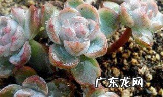 旺财十大多肉 贝瑞为什么越养越散