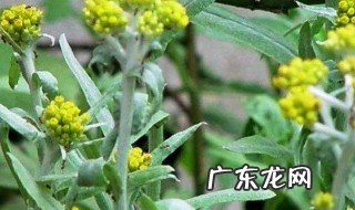 鼠曲草和什么相克 鼠曲草的功效与禁忌